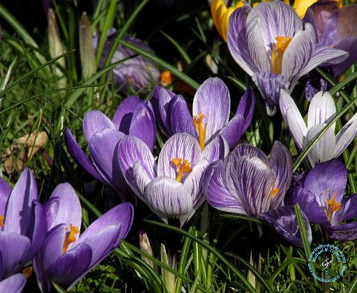 Crocus 8P076D-07.JPG